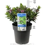 Hebe Sunset Boulevard - Product photo