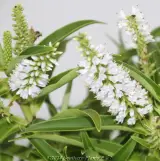 Hebe Snowdrift - Product photo