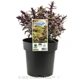 Hebe Surf Break - Plant photo