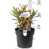 Hebe Surf™ Coast - Product photo