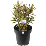 Hebe Surf™ Coast - Plant photo