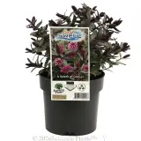 Hebe Surf™ Swell - Plant photo
