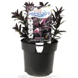 Hebe - Plant photo
