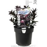 Hebe - Product photo