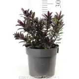 Hebe - Reference photo