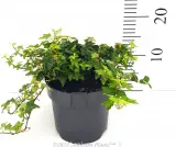 Pittsburgh Ivy - Primary