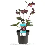 Amarela Winter Rose - Plant photo