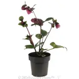 Amarela Winter Rose - Alternate photo