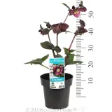 Amarela Winter Rose - Product photo