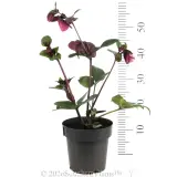 Amarela Winter Rose - Reference photo