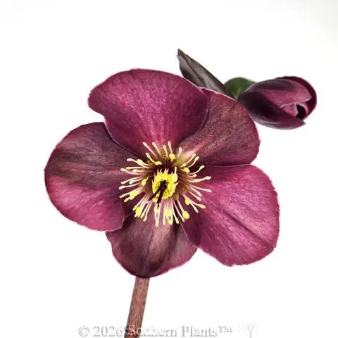 Amarela Winter Rose