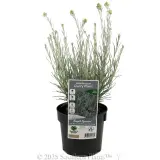 Curry Plant - Plant photo