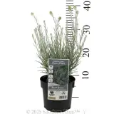 Curry Plant - Product photo