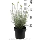 Curry Plant - Reference photo