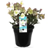 Winter Rose - Product photo