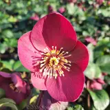 Brunello Winter Rose - Detail photo