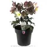 Camelot Winter Rose - Plant photo