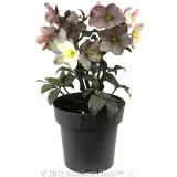Camelot Winter Rose - Alternate photo