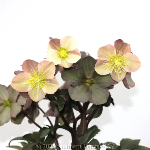 Camelot Winter Rose