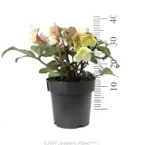 Helleborus Cinnamon Snow - Reference photo