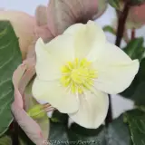 Helleborus Cinnamon Snow - Detail photo