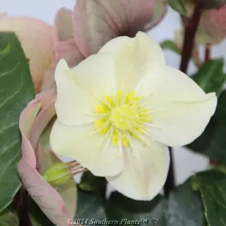 Helleborus 'Cinnamon Snow' — Plant detail