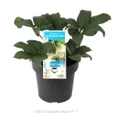 Helleborus Ice Breaker Max - Plant photo