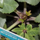 Helleborus Ice Breaker Max - Product photo
