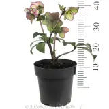 Picotee Winter Rose - Reference photo