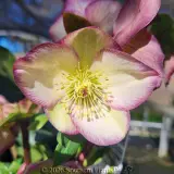 Picotee Winter Rose - Detail photo