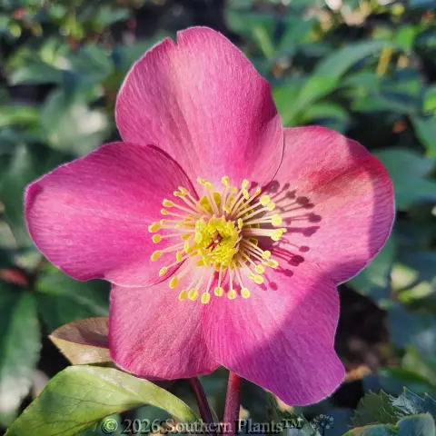 Early Red Winter Rose