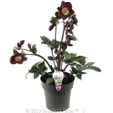 Merlot Winter Rose - Plant photo
