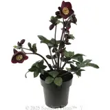 Merlot Winter Rose - Alternate photo