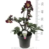 Merlot Winter Rose - Product photo