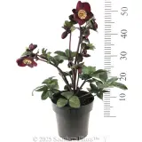 Merlot Winter Rose - Reference photo