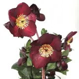 Merlot Winter Rose - Detail photo
