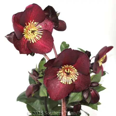 Merlot Winter Rose