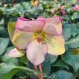 Rosado Winter Rose - Detail photo