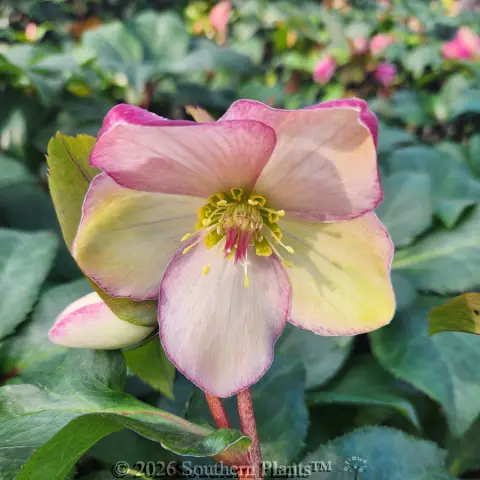 Rosado Winter Rose