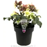 Joker Winter Rose - Plant photo