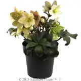 Joker Winter Rose - Alternate photo