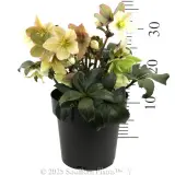 Joker Winter Rose - Reference photo
