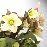 Joker Winter Rose - Detail photo