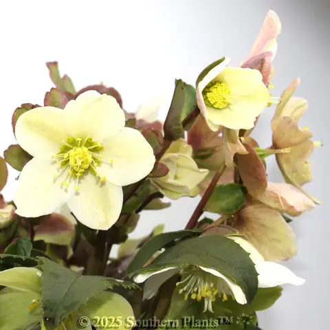 Joker Winter Rose