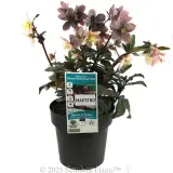 Maestro Winter Rose - Plant photo