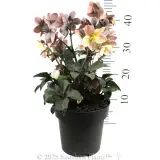 Maestro Winter Rose - Reference photo