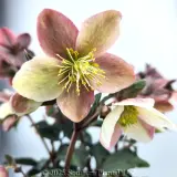 Maestro Winter Rose - Detail photo