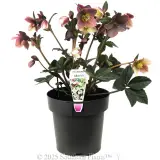 Merlin Winter Rose - Plant photo