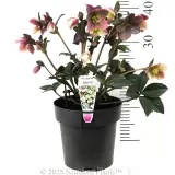 Merlin Winter Rose - Product photo