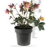 Merlin Winter Rose - Reference photo
